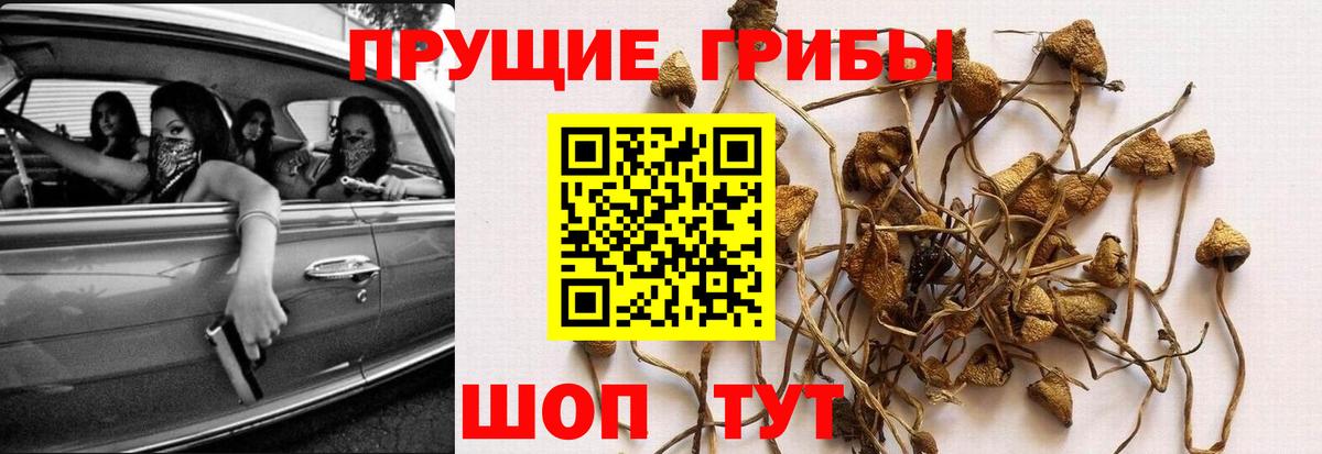 Калуга  купить  цена  Вход с VPN  Псилоцибиновые грибы Psilocybine cubensis 
